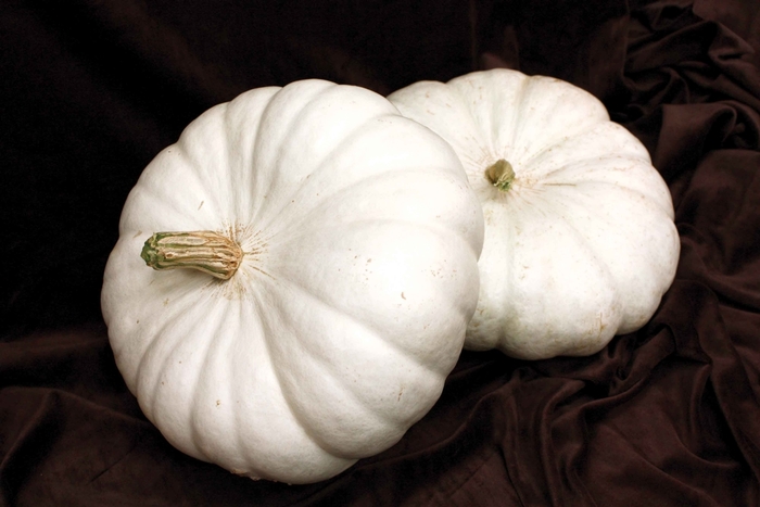 'Flat White Boer Ford' Pumpkin - Cucurbita from Delukes Gardencenter