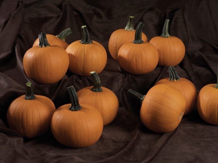 ORANGE PIE - PUMPKIN from Delukes Gardencenter