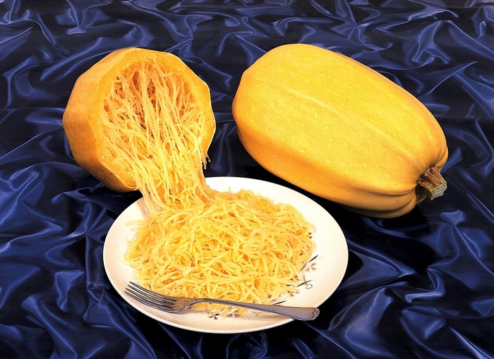 'Vegetable Spaghetti' Squash - Cucurbita from Delukes Gardencenter