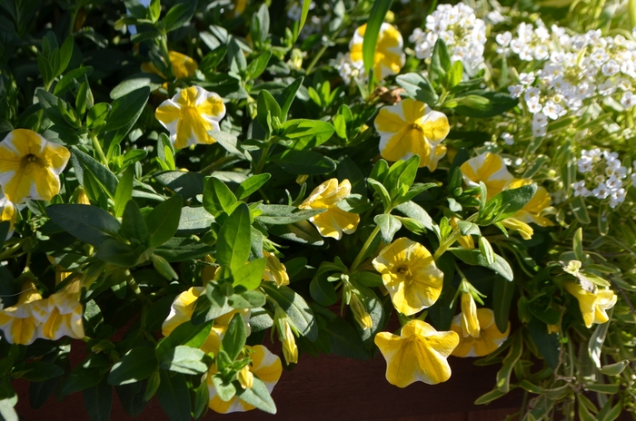 Superbells® 'Lemon Slice' - Calibrachoa from Delukes Gardencenter