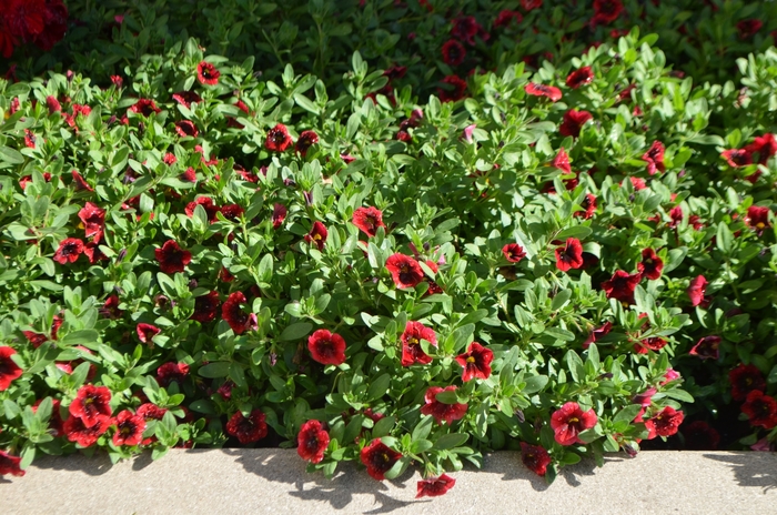 Superbells® 'Pomegranate Punch™' - Calibrachoa from Delukes Gardencenter