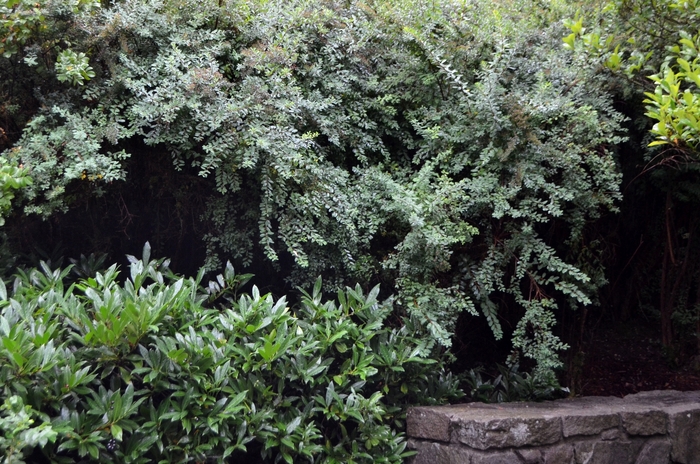 'Snowmound' Spirea - Spiraea nipponica from Delukes Gardencenter
