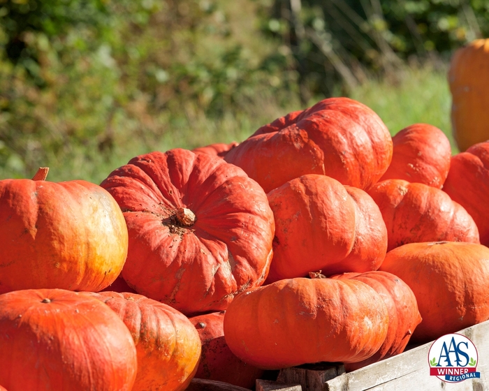 'Cinderella's Carriage' Pumpkin - Cucurbita maxima from Delukes Gardencenter