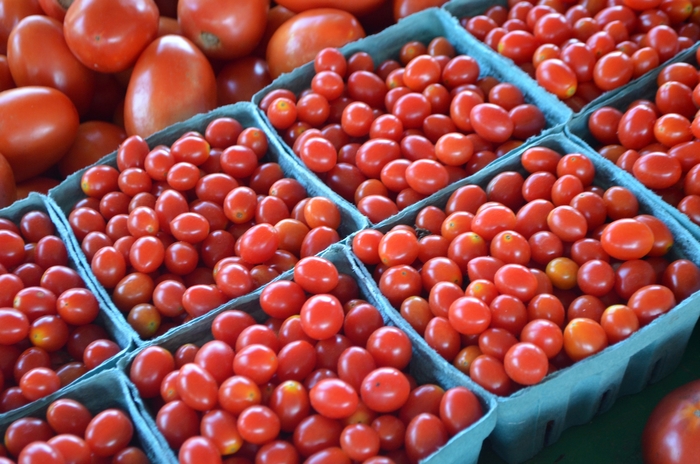  Cherry Tomatos - from Delukes Gardencenter