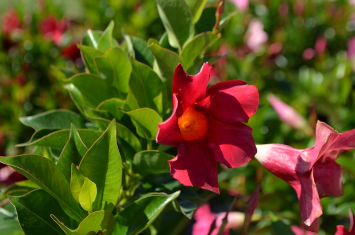 'Rio™ Deep Red' - Dipladenia from Delukes Gardencenter