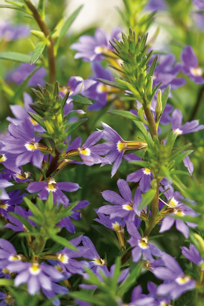 Whirlwind® 'Blue' - Scaevola aemula (Fan Flower) from Delukes Gardencenter