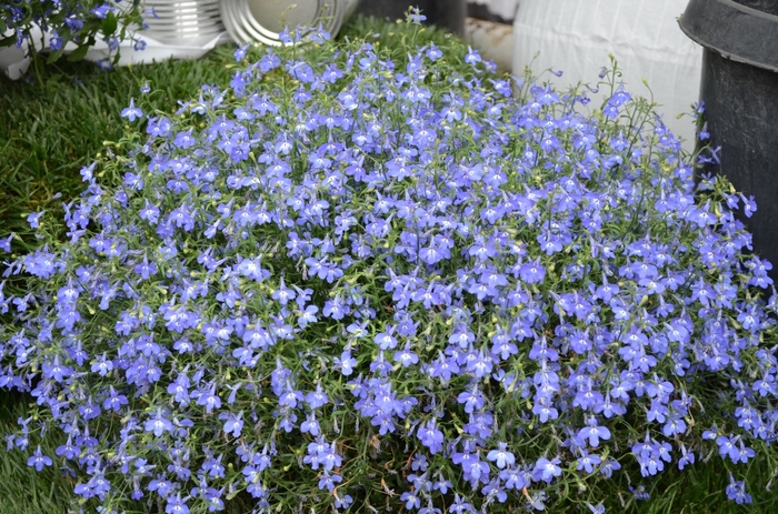 Hot® 'Navy Blue' - Lobelia erinus (Trailing Lobelia) from Delukes Gardencenter