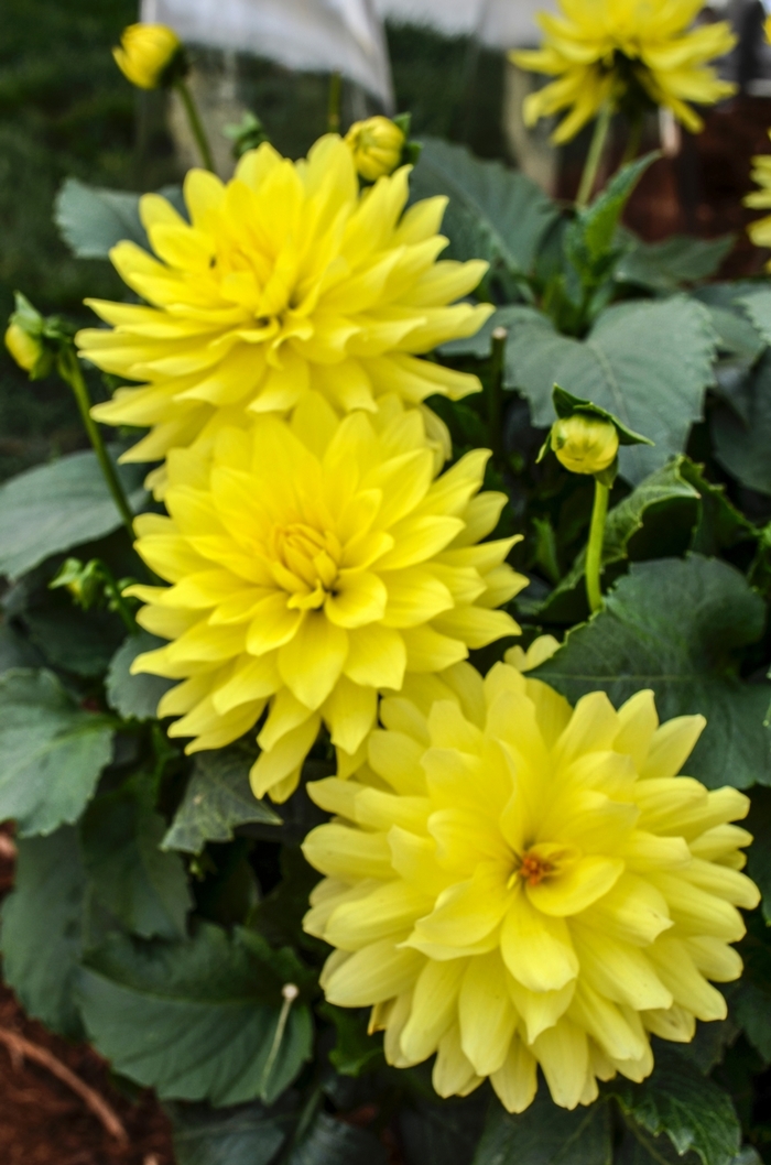 8 INCH ANNUAL - 8 INCH POTS from Delukes Gardencenter