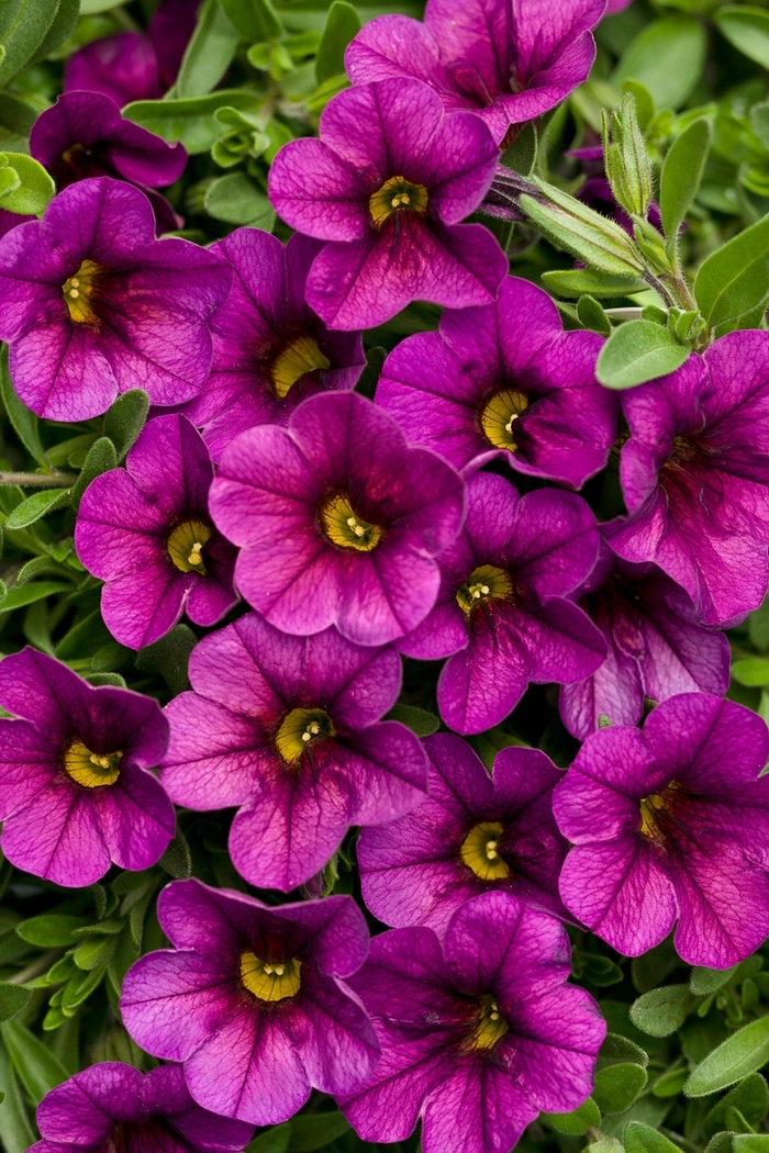 Superbells® 'Plum' - Calibrachoa from Delukes Gardencenter