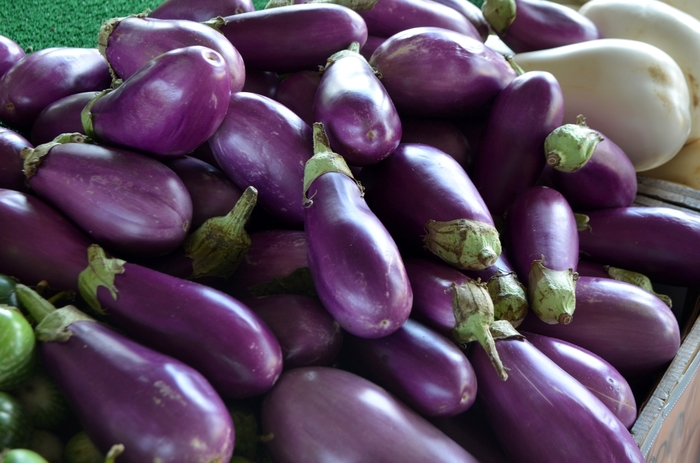 Eggplant - from Delukes Gardencenter