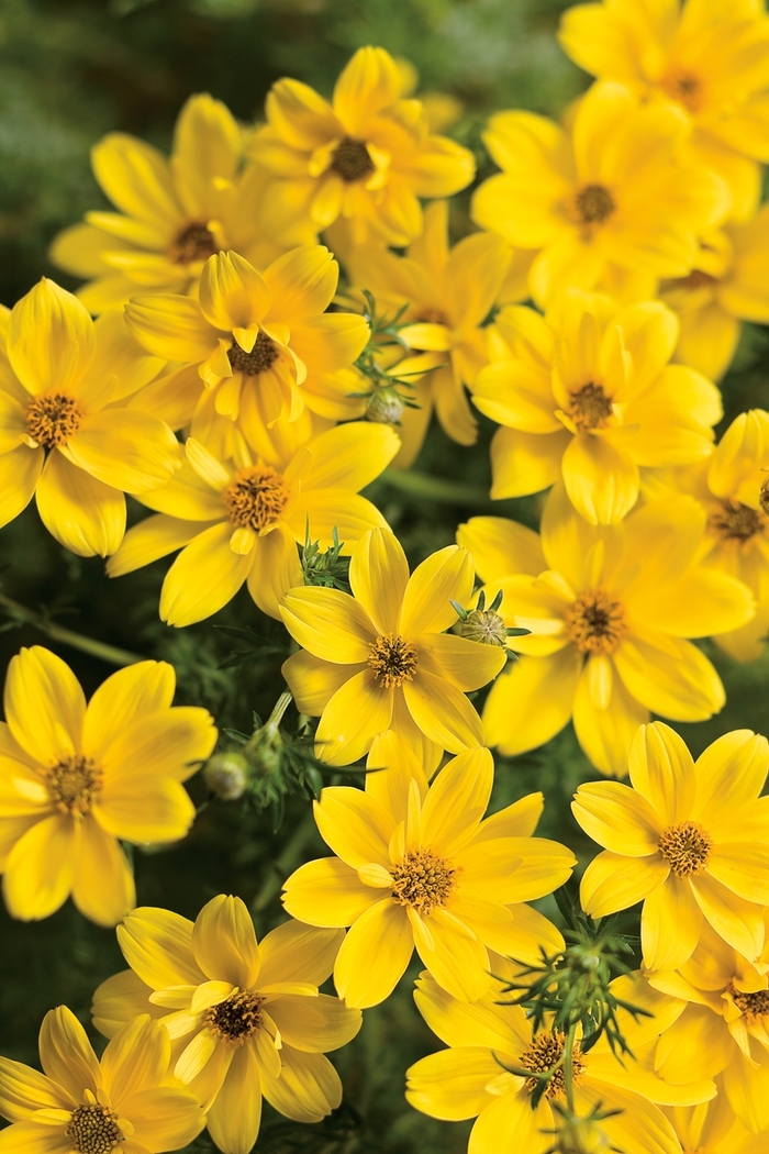 'Goldilocks Rocks®' - Bidens ferulifolia from Delukes Gardencenter