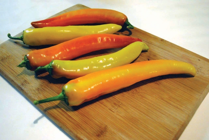 'Hot Sunset' Banana Pepper - Capsicum annuum from Delukes Gardencenter