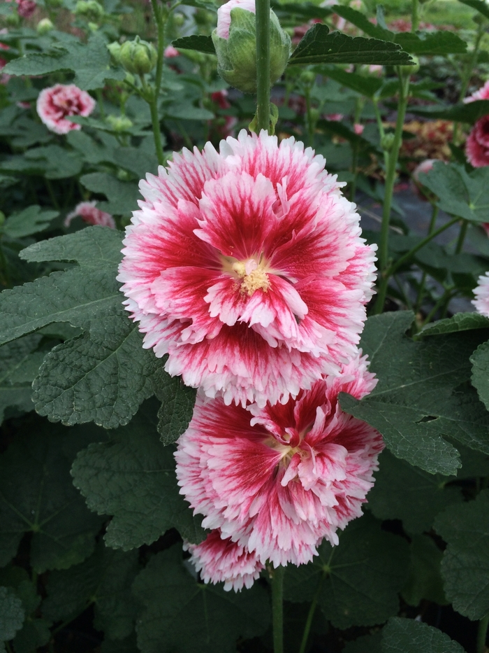 'Fiesta Time' Hollyhock - Alcea rosea from Delukes Gardencenter