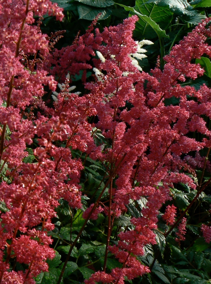 'Fanal' False Spirea - Astilbe x arendsii from Delukes Gardencenter