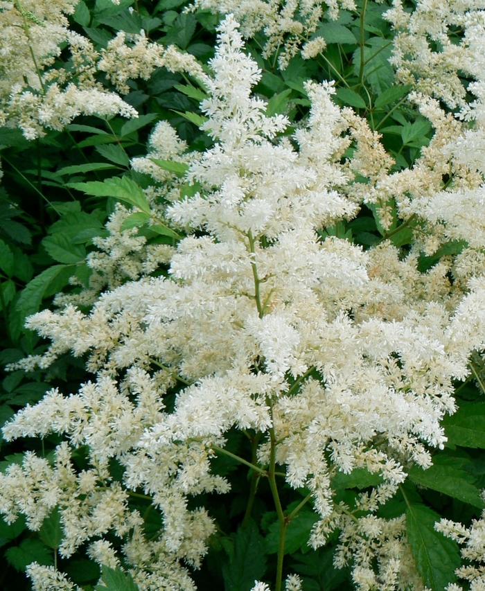 'Bridal Veil®' False Spirea - Astilbe x arendsii from Delukes Gardencenter
