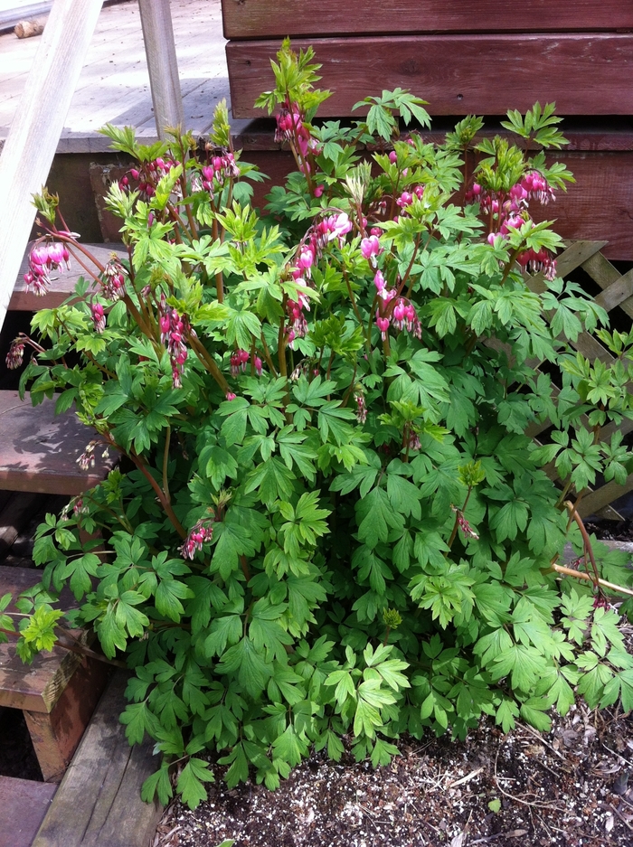 Bleeding Heart - Dicentra spectabilis from Delukes Gardencenter