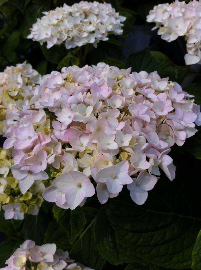 'Blushing Bride' Big Leaf Hydrangea - Hydrangea macrophylla from Delukes Gardencenter