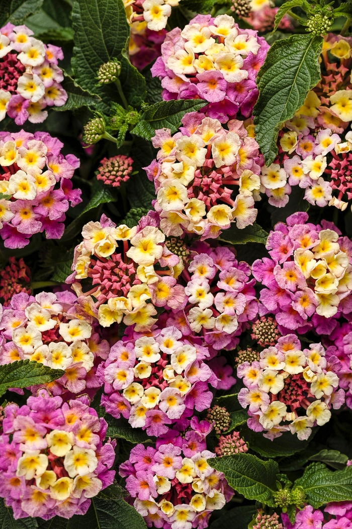 Luscious® 'Pinkberry Blend' - Lantana camara from Delukes Gardencenter