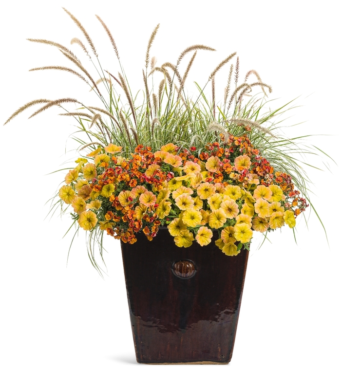 Supertunia® 'Honey™' - Petunia from Delukes Gardencenter