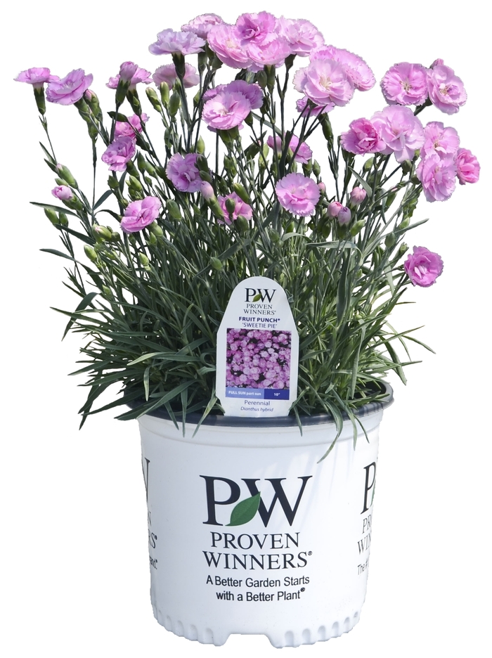 Fruit Punch® 'Sweetie Pie' - Dianthus (Pinks) from Delukes Gardencenter