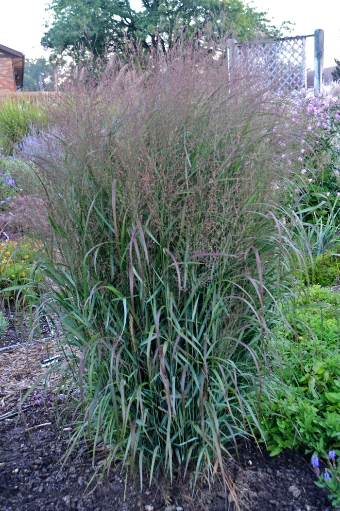 Prairie Winds® 'Apache Rose' - Panicum virgatum (Switch Grass) from Delukes Gardencenter