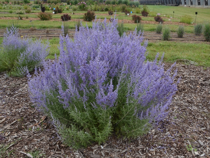 'Denim 'n Lace' Russian Sage - Perovskia atriplicifolia from Delukes Gardencenter