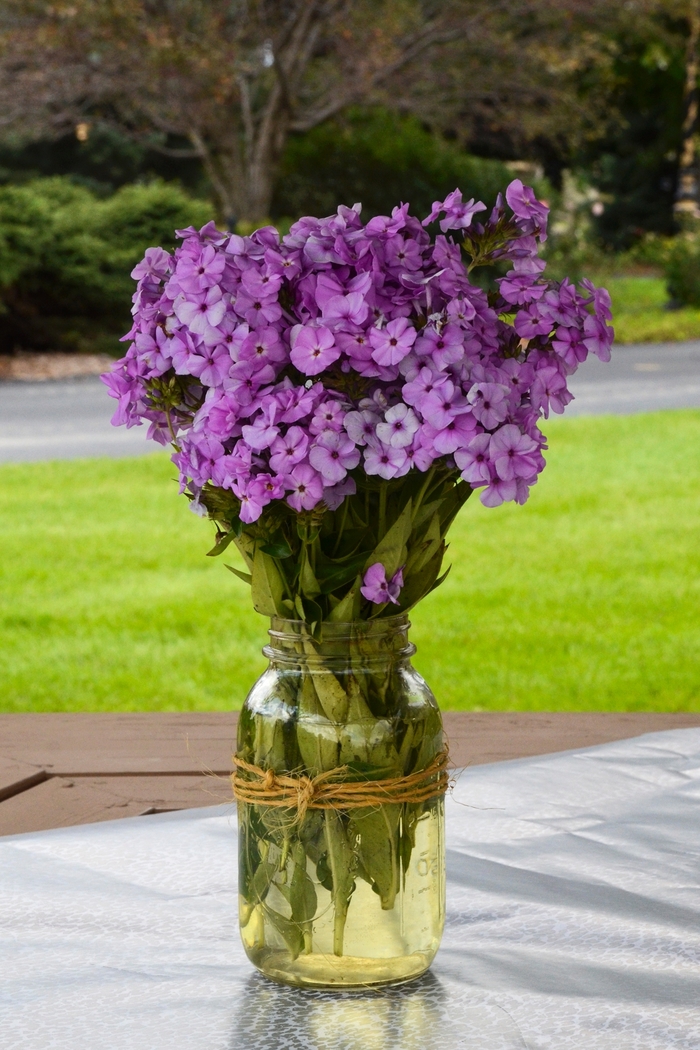 'Opening Act Blush' - Phlox from Delukes Gardencenter