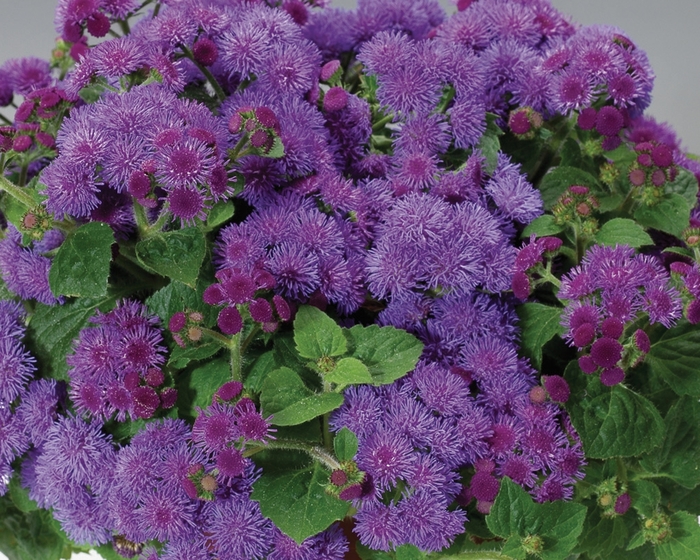 Artist® Blue - Ageratum houstonianum (Flossflower) from Delukes Gardencenter
