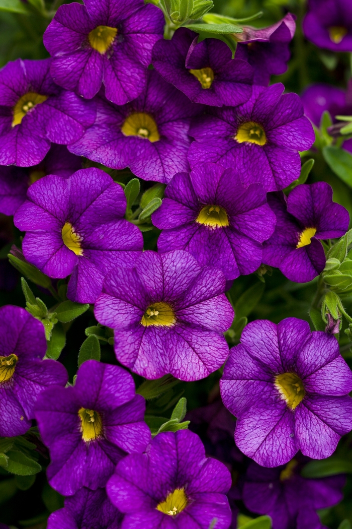 Superbells® Blue - Calibrachoa from Delukes Gardencenter