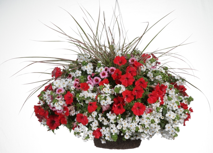 Superbells® 'Strawberry Punch™' - Calibrachoa from Delukes Gardencenter