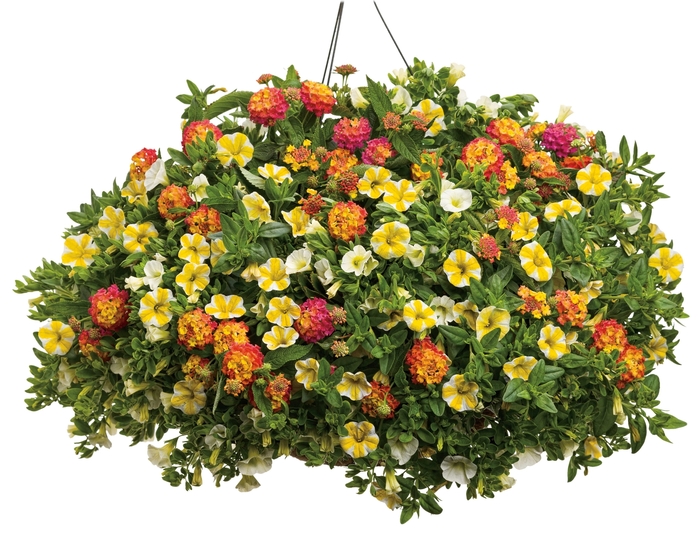 Superbells® 'White' - Calibrachoa from Delukes Gardencenter