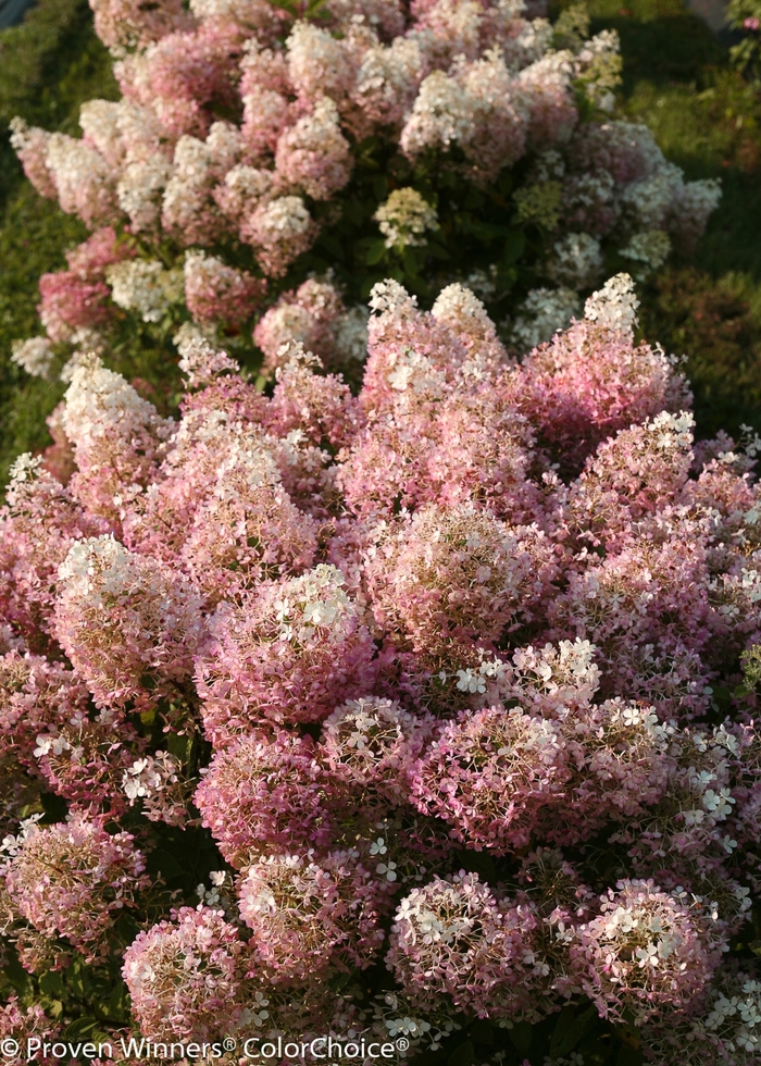 'Bobo&reg;' Panicle Hydrangea - Hydrangea paniculata from Delukes Gardencenter
