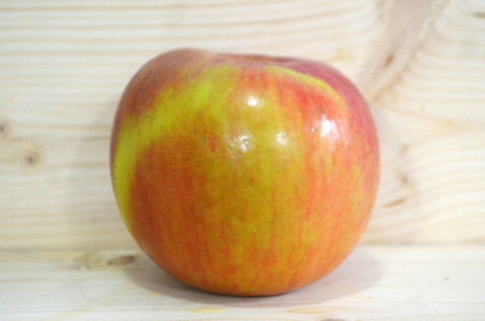 'Fuji' Apple - Malus domestica from Delukes Gardencenter