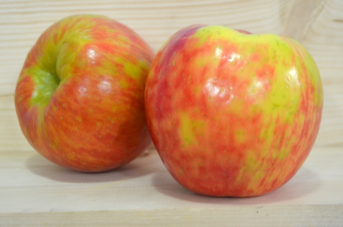 ZESTAR - APPLE from Delukes Gardencenter