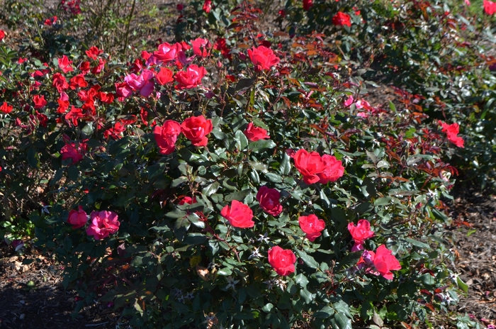 Red Knock Out&reg; - Rosa 'Radrazz' (Shrub Rose) from Delukes Gardencenter