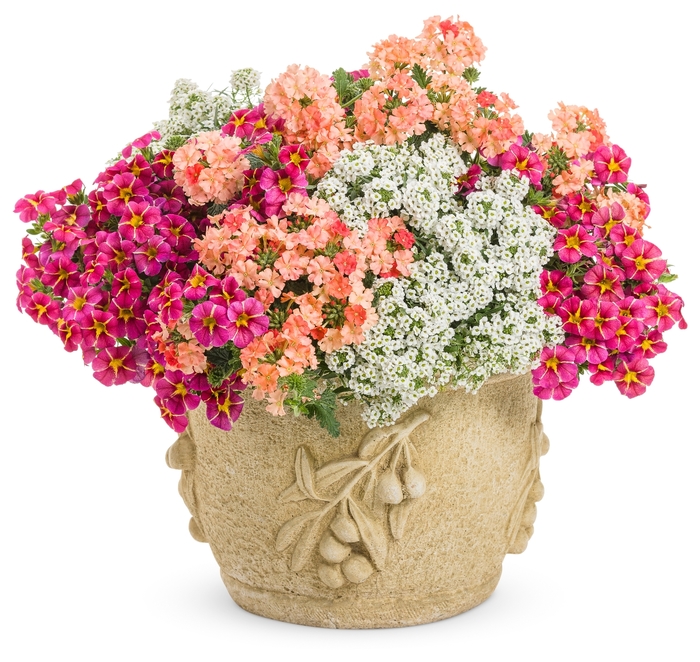 'Snow Princess®' Alyssum - Lobularia from Delukes Gardencenter