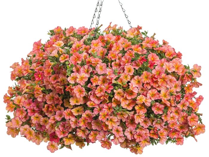 Superbells® 'Tropical Sunrise' - Calibrachoa from Delukes Gardencenter