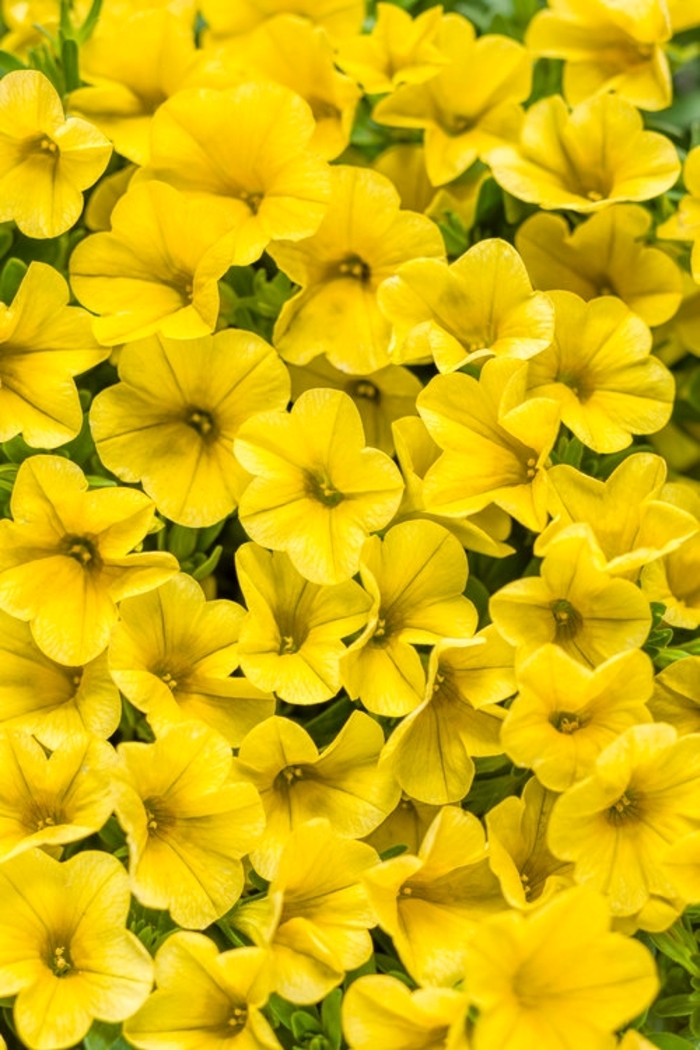 Superbells® 'Yellow' - Calibrachoa from Delukes Gardencenter