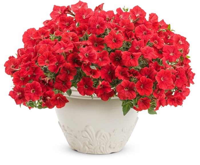 Supertunia® 'Really Red' - Petunia from Delukes Gardencenter