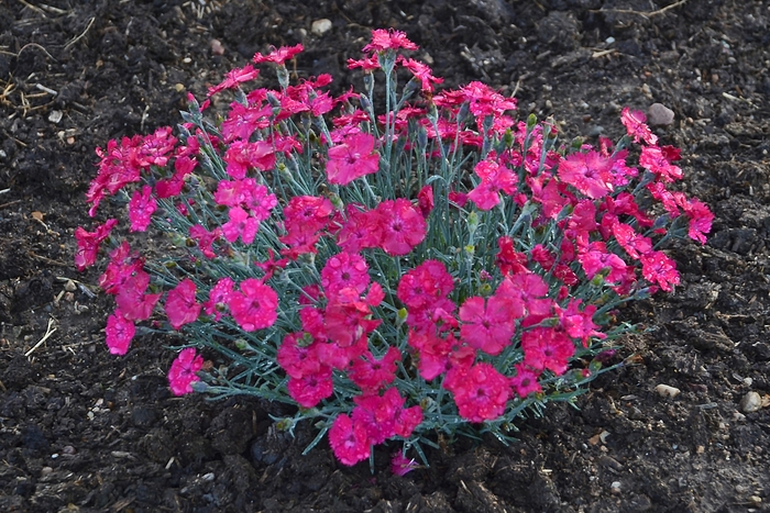 'Paint the Town Magenta' Pinks - Dianthus from Delukes Gardencenter