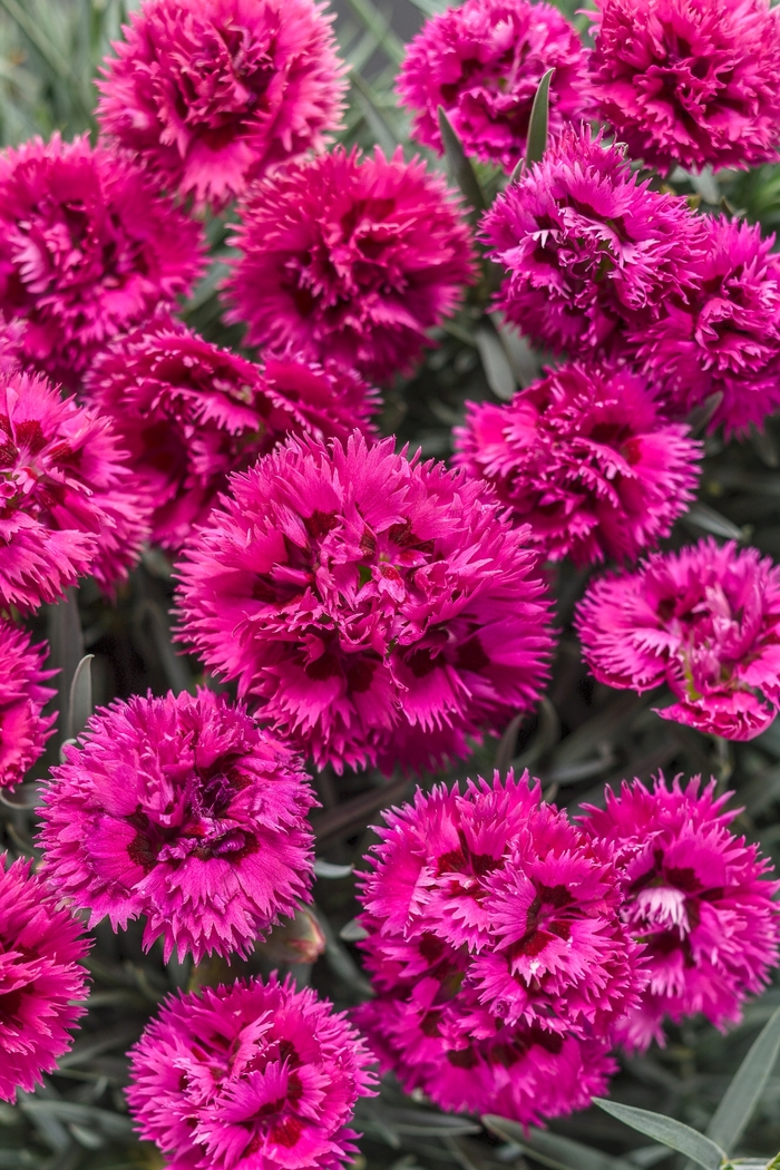 Fruit Punch® 'Spiked Punch' - Dianthus (Pinks) from Delukes Gardencenter