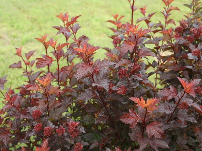 'Ginger Wine&reg;' Ninebark - Physocarpus opulifolius from Delukes Gardencenter