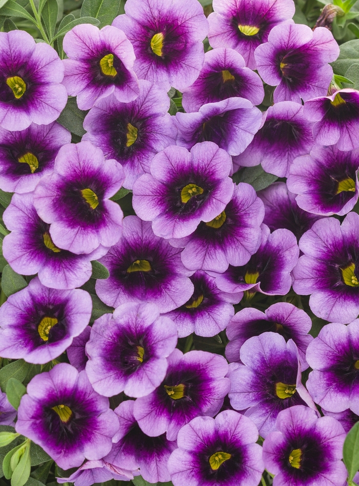 Superbells® 'Blue Moon Punch™' - Calibrachoa from Delukes Gardencenter