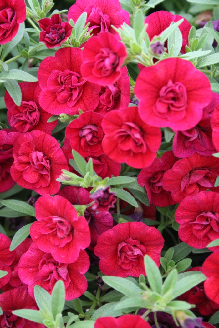 Superbells® 'Double Ruby' - Calibrachoa (Double Calibrachoa) from Delukes Gardencenter