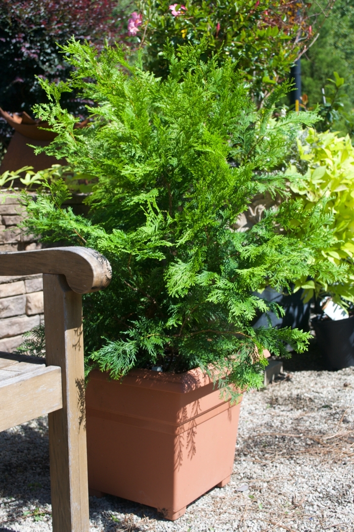 'Crippsii' Hinoki False Cypress - Chamaecyparis obtusa from Delukes Gardencenter