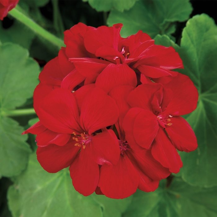 Interspecific Geranium - Pelargonium from Delukes Gardencenter