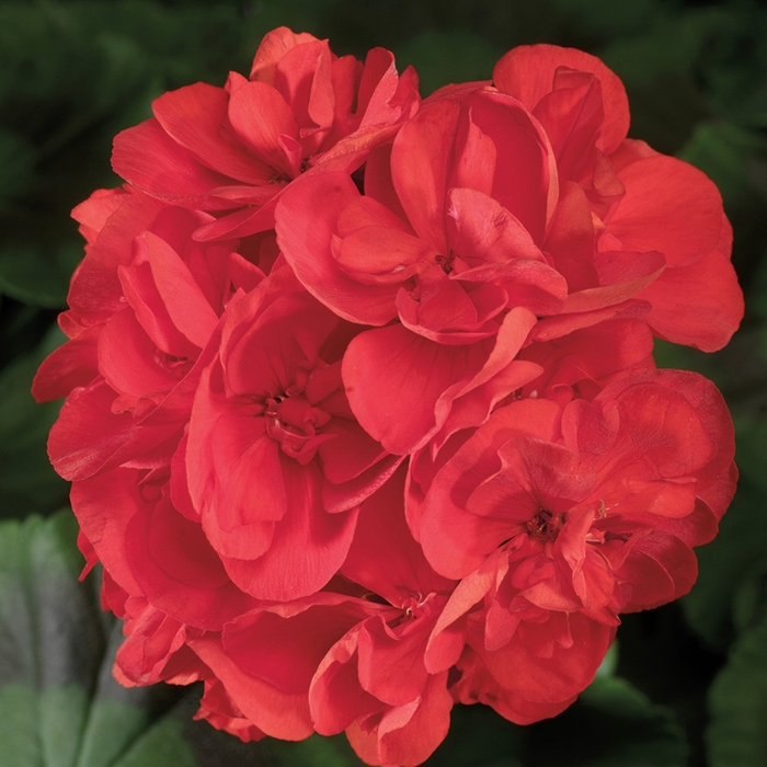 Americana® 'Red' - Pelargonium x hortorum (Zonal Geranium) from Delukes Gardencenter