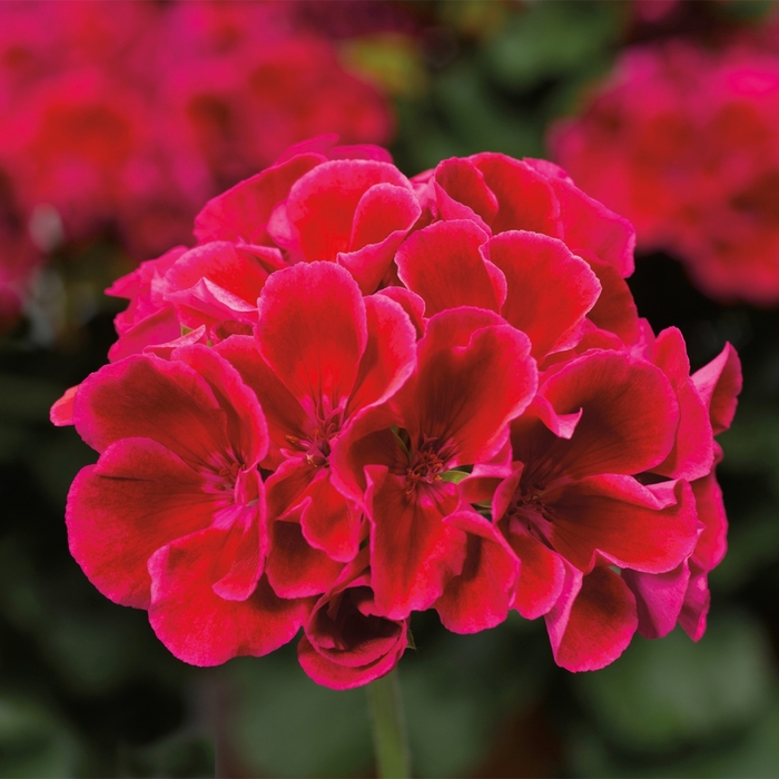 Calliope® Medium Crimson Flame - Pelargonium (Interspecific Geranium) from Delukes Gardencenter