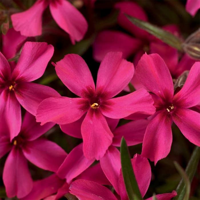 'Scarlet Flame' Moss Phlox - Phlox subulata from Delukes Gardencenter