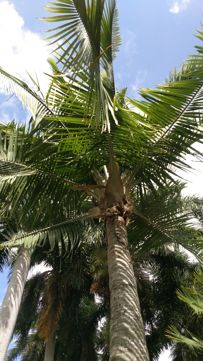 Majesty Palm - Ravenea rivularis from Delukes Gardencenter